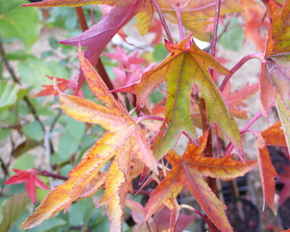 LIQUIDAMBAR styraciflua Stella