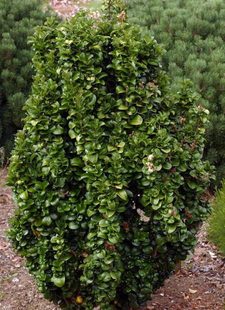 LIGUSTRUM japonicum Rotundifolium