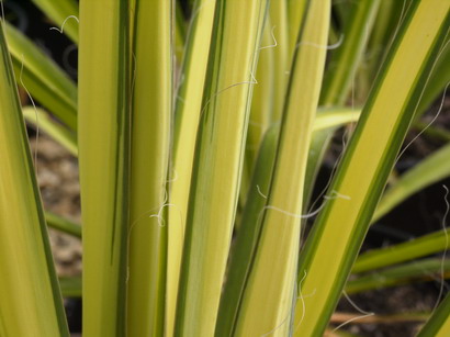 YUCCA flaccida Golden Sword