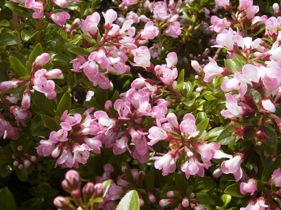ESCALLONIA Apple Blossom