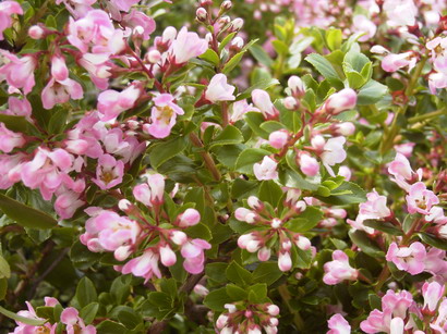 ESCALLONIA Apple Blossom : floraison de juin-juillet. Nº2034