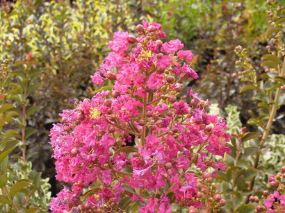 LAGERSTROEMIA indica Pre Rouge