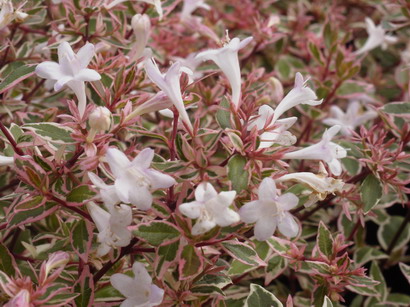 ABELIA Confetti ®