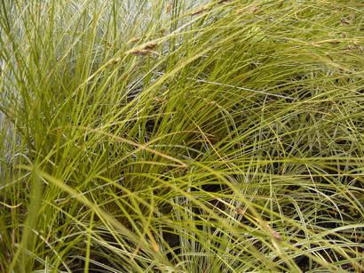 CAREX testacea