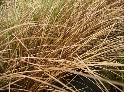 CAREX flagellifera