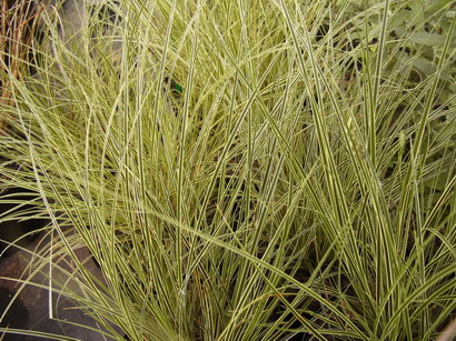 CAREX brunera Silberstern