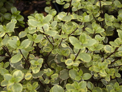 PITTOSPORUM tenuifolium Victoria