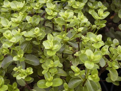 PITTOSPORUM tenuifolium Tiki : feuillage de printemps. Nº2057