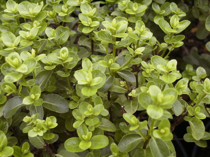 PITTOSPORUM tenuifolium Tiki