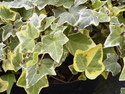 HEDERA helix Gold Child