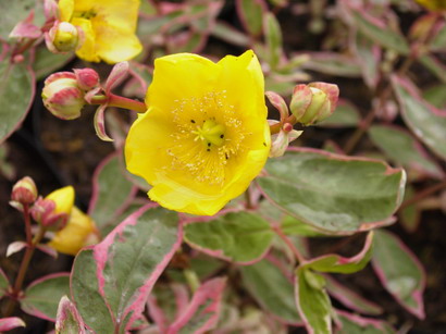 HYPERICUM x.moserianum Tricolor