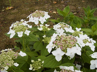 HYDRANGEA macrophylla Lanarth White : floraison de juin-juillet. Nº2066