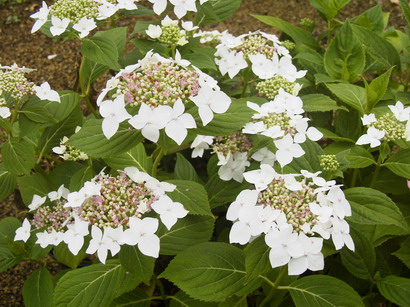 HYDRANGEA macrophylla Lanarth White : floraison de juin-juillet. Nº2067