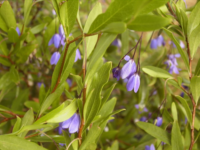 SOLLYA heterophylla