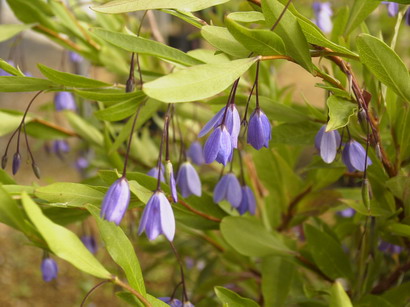 SOLLYA heterophylla