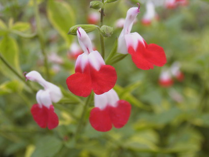 SALVIA microphylla Hot Lips