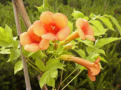 CAMPSIS Indian Summer ® : floraison estivale. Nº2085