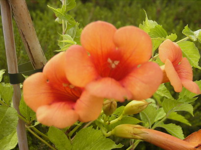 CAMPSIS Indian Summer ® : floraison estivale. Nº2086