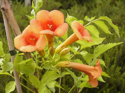CAMPSIS Indian Summer ®