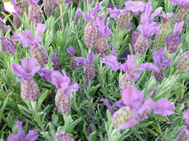 LAVANDULA stoechas Regal Splendour ® : floraison de mai à juin. Nº2097