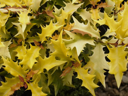 OSMANTHUS heterophyllus Ogon