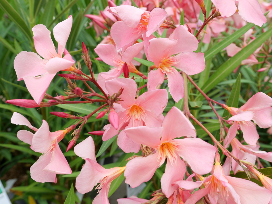 NERIUM oleander Tito Poggi