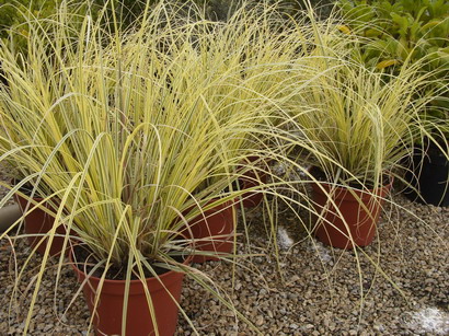 CORTADERIA selloana Splendid Star ®