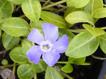 VINCA minor