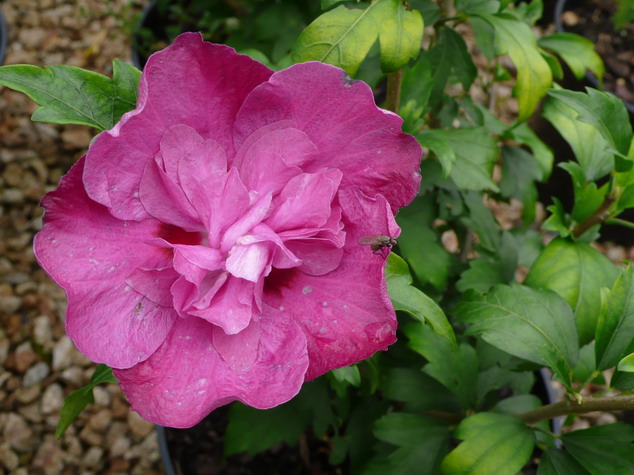 HIBISCUS syriacus Purple Ruffles ®