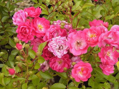 ROSA Fairy Dark