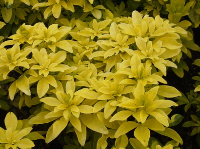 CHOISYA ternata Moonglow