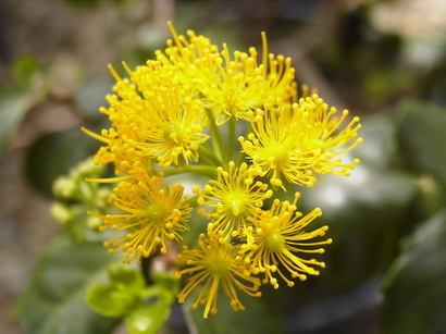 AZARA dentata : floraison d'avril-mai. Nº2130