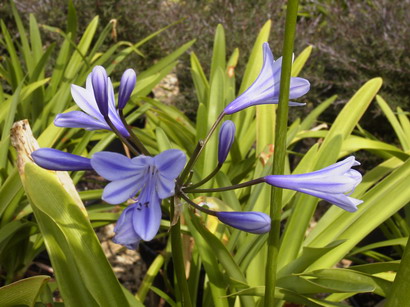 AGAPANTHUS Headbourne hybride