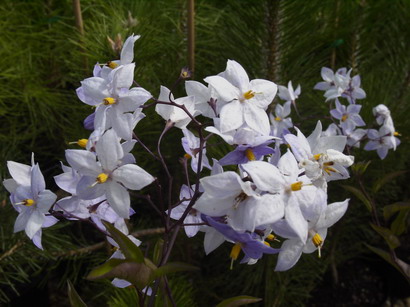 SOLANUM jasminoïdes : floraison estivale. Nº2134