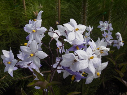 SOLANUM jasminoïdes