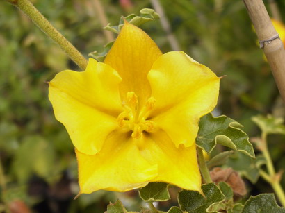 FREMONTODENDRON californicum California Glory