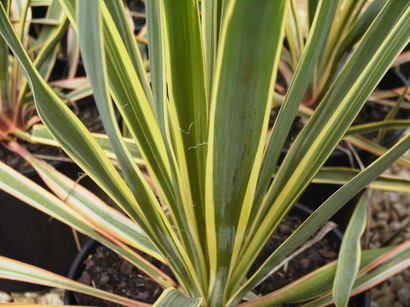 YUCCA filamentosa Bright Edge