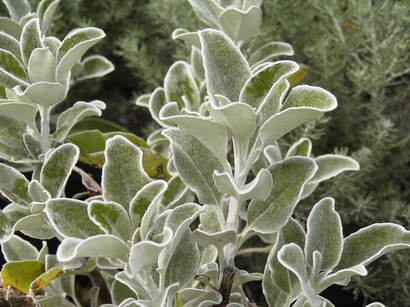 SENECIO compactus Drysdale