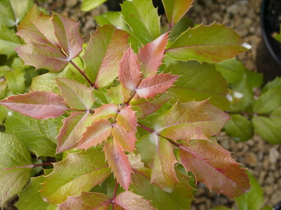 MAHONIA aquifolium Smaragd