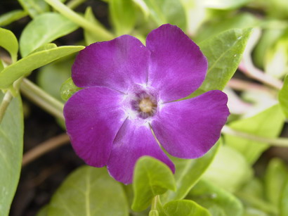 VINCA minor Atropurpurea