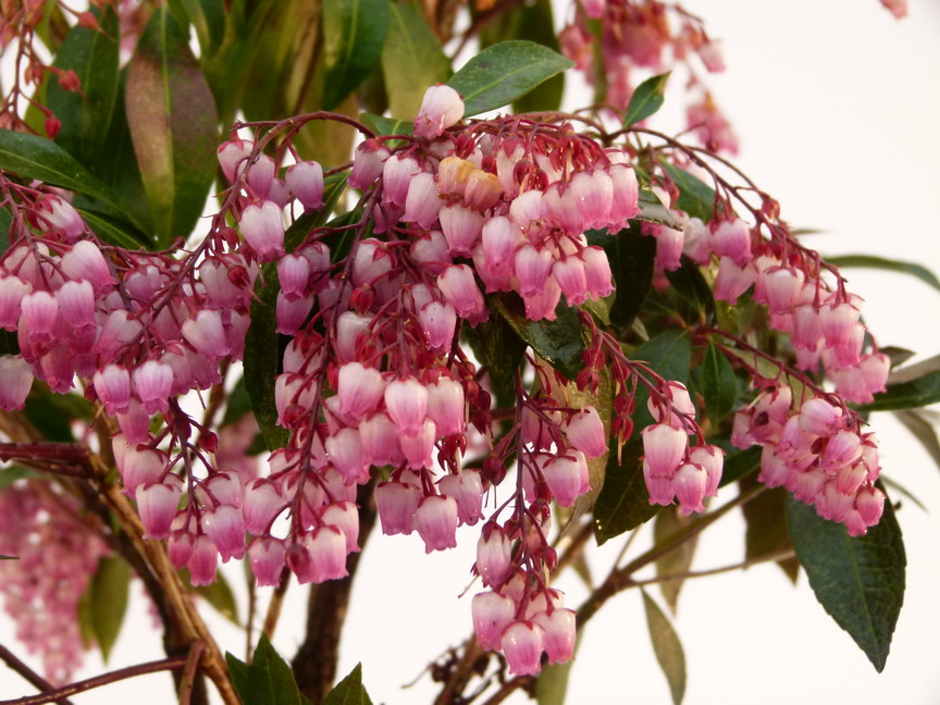 PIERIS japonica Katsura ® : floraison de début de printemps. Nº2158