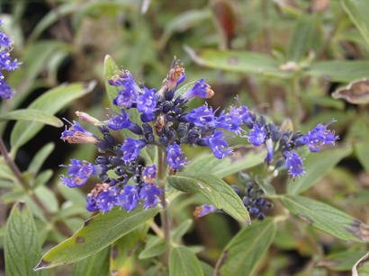 CARYOPTERIS x.clandonensis Petit Bleu ®