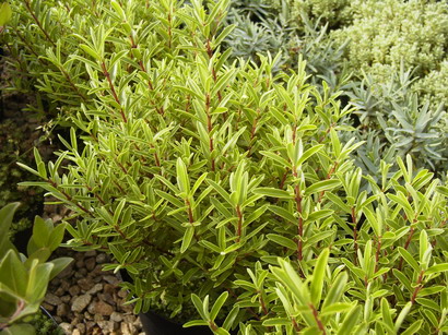 HEBE diosmifolia : feuillage persistant vert foncé. Nº2163