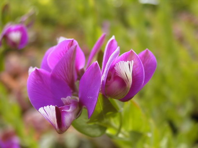 POLYGALA myrtifolia