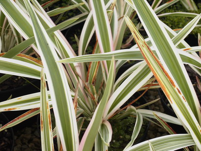 DIANELLA Tasmanica Variegata