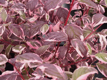 CORNUS alba Sibirica Variegata
