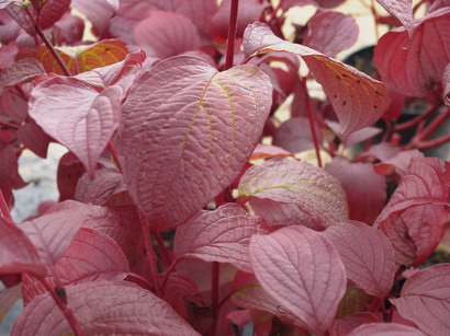 CORNUS alba Sibirica