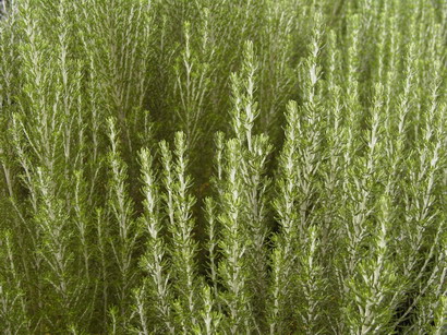 OZOTHAMNUS rosmarinifolius