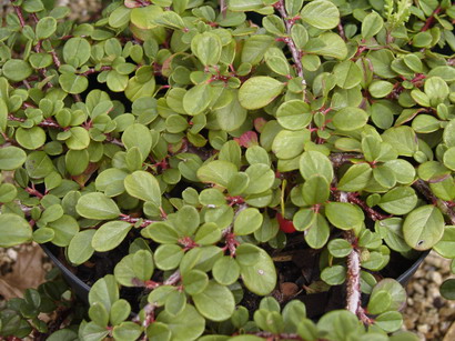 COTONEASTER Frieders Evergreen