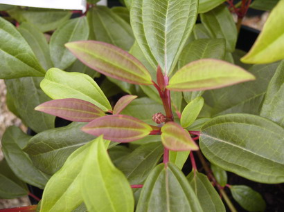 VIBURNUM davidii Angustifolium
